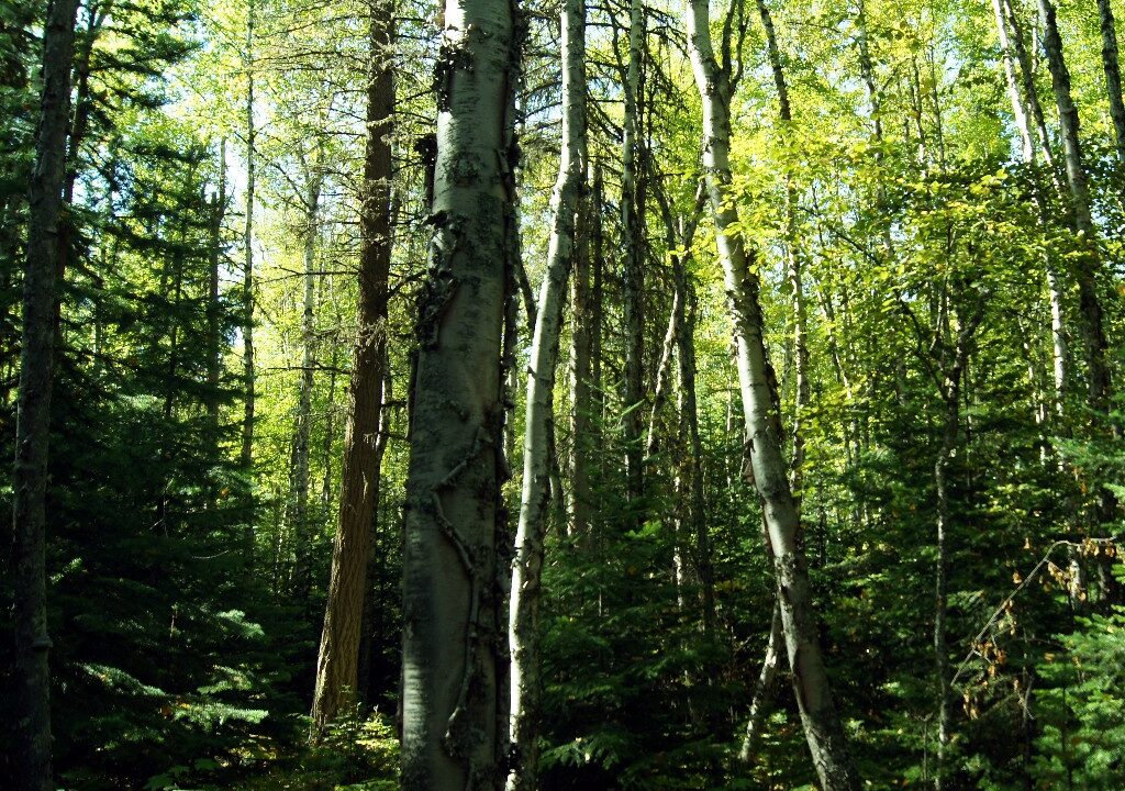 Large 5.4 Acre Lakefront Lot with 531 feet of shoreline on Baynes Island, Stuart Lake BC